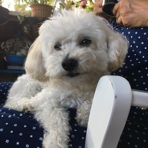 Meet your Posher, Ivette